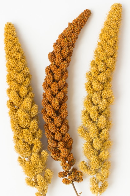 Two twig yellow millet and a sprig of yellow millet on a white background