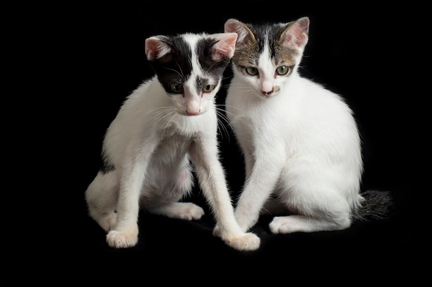 Two twin domestic kitten cat isolated on  black