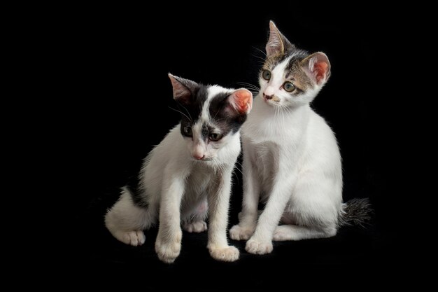 Photo two twin domestic kitten cat isolated on  black