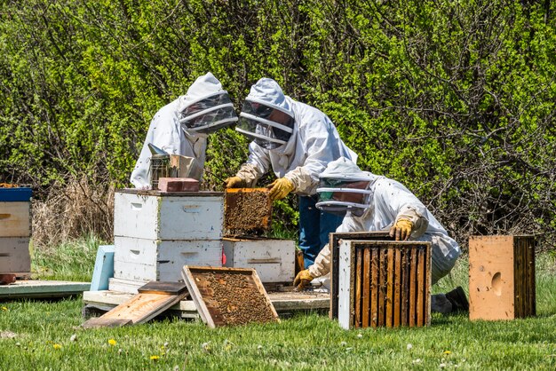 Due apicoltori irriconoscibili che ispezionano i vassoi di covata dall'alveare super