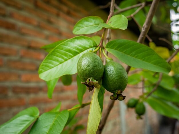 two unripe guavas in the back garden of the villagers house