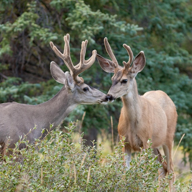 Two velvet antler mule deer bucks interact