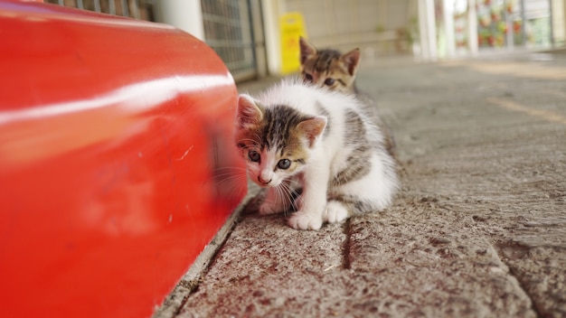 two very cute cats in the lobby of the train station