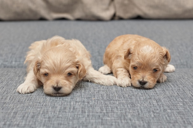 Two very small maltipu puppies are lying next to each other