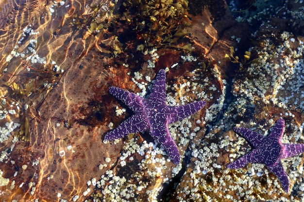 Two violet coloured starfish beneath the surface of the water