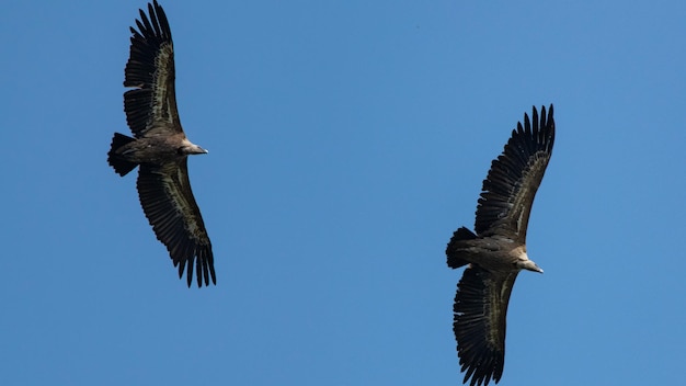 two vulture