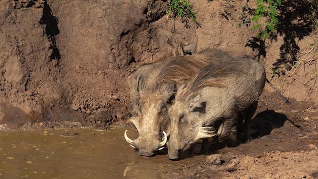 Photo two warthogs drinking at a waterhole in soft light