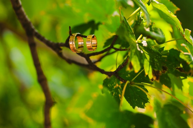 Two wedding rings on a branch with blurred backgroung