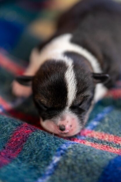 A two week old puppy