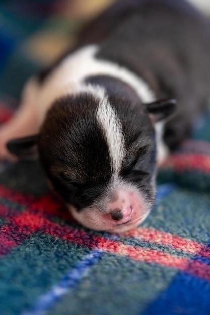 Photo a two week old puppy