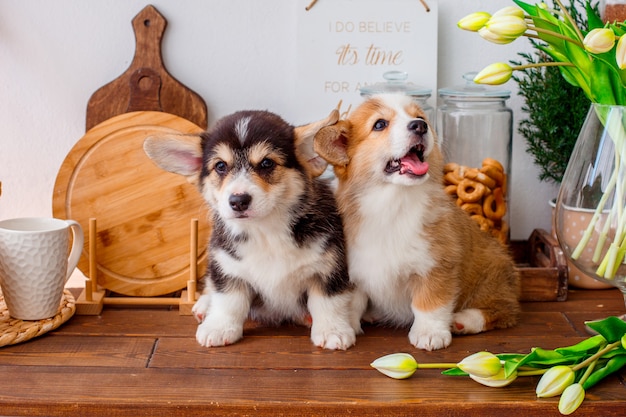 two Welsh Corgi puppies sit on a table near a vase of flowers