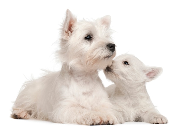 Two West Highland Terrier puppies, 4 months old and 7 weeks old, 