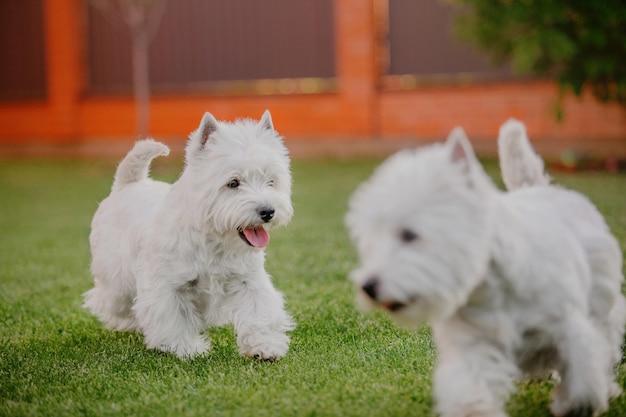Two west highland white dogs playing in the grass
