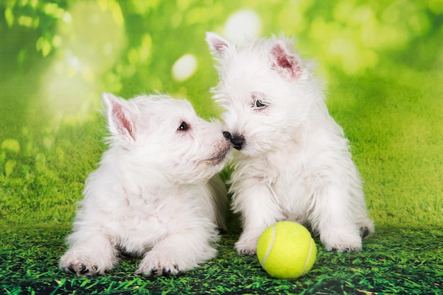 写真 緑の草の背景にテニスボールをつけた2匹の西ハイランドホワイトテリア犬の子犬