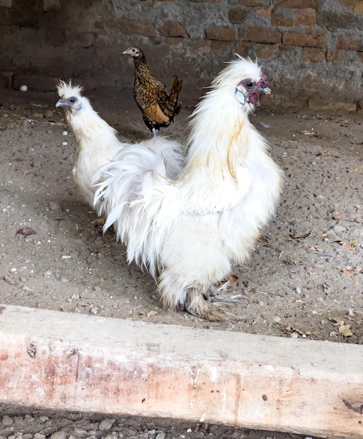 Two White Asian Hen Image