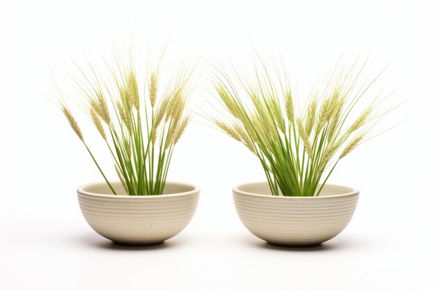 Foto due ciotole bianche piene di erba su uno sfondo bianco su una superficie bianca o trasparente png sfondo trasparente