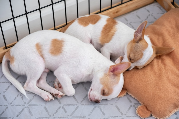 枕で寝ている2つの白い茶色の子犬