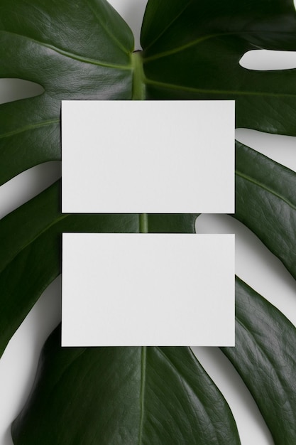 Two white business cards mockup with a monstera leaf on a white background