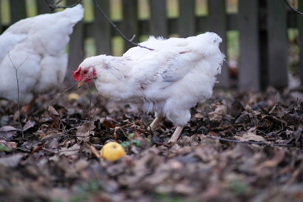 Two white chickens are rowing in the fallen leaves a bird walks in the yard