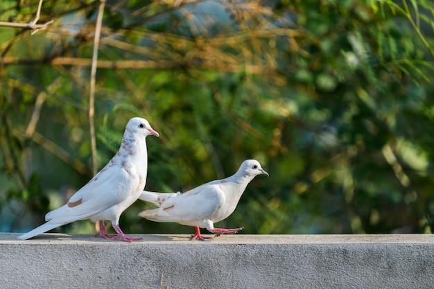 壁の上を歩く2つの白い鳩