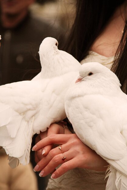 Foto due colombe bianche sulla mano di una donna