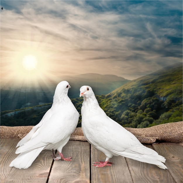 Two white doves on wooden background