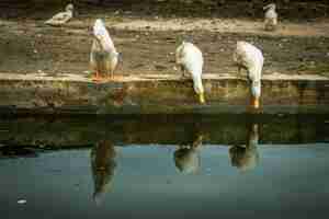 Photo two white ducks drinking water standing on the edge of the pond