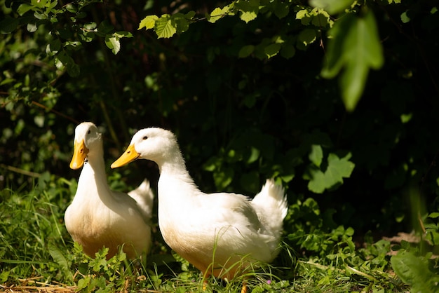 Two white ducks on the grass in summer