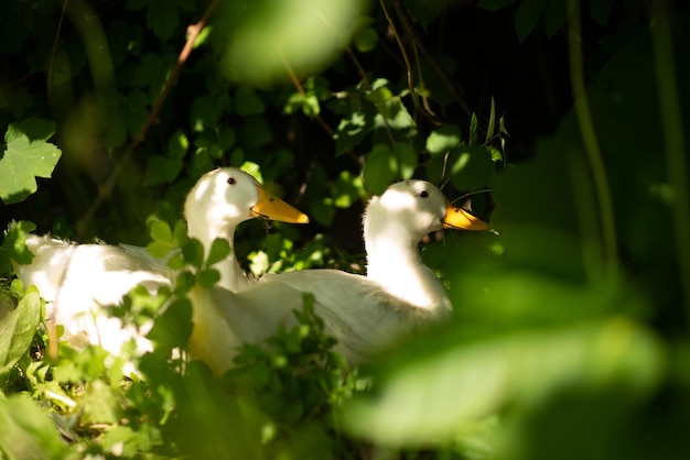 Two white ducks on the grass in summer