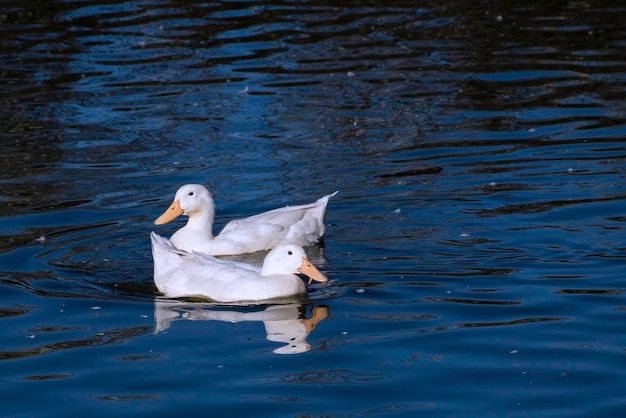 Two white ducks swimming in a pond