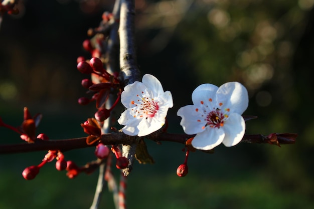 Two white flowers on a branch