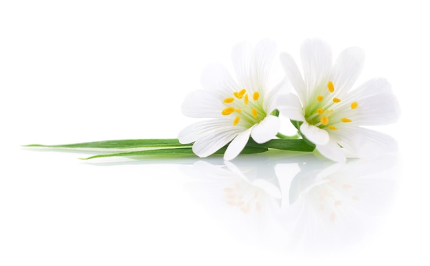 Two white flowers on a white background