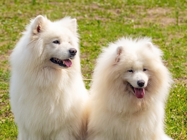 2つの白いふわふわの犬種サモエドがクローズアップ