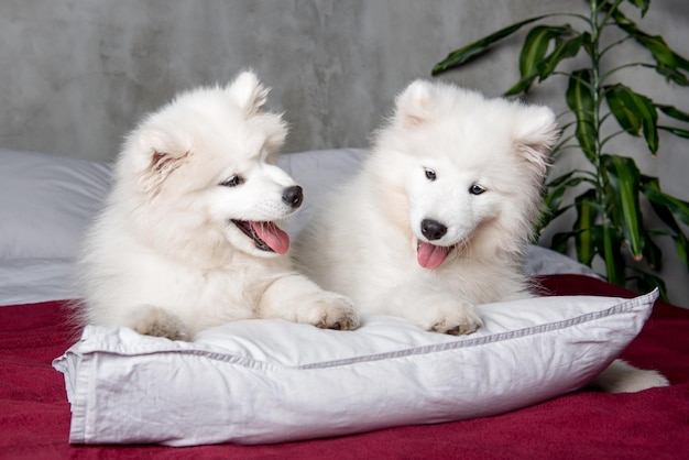 Two white fluffy Samoyed dogs puppies on a white pillow in the bed