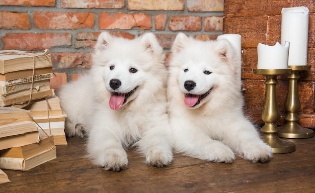 Two White fluffy Samoyed puppies dogs with book near the fireplace with candles