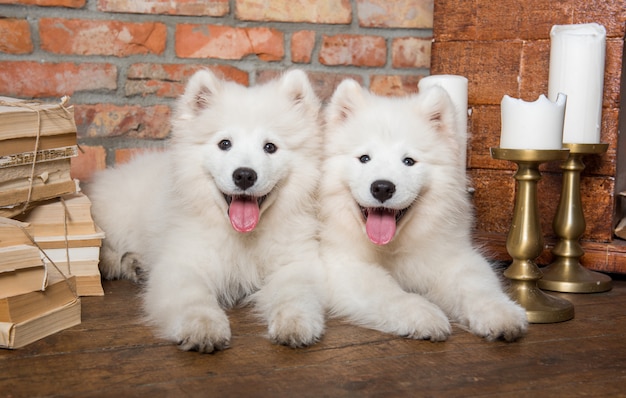 도 서와 함께 두 개의 흰색 솜 털 Samoyed 강아지 개