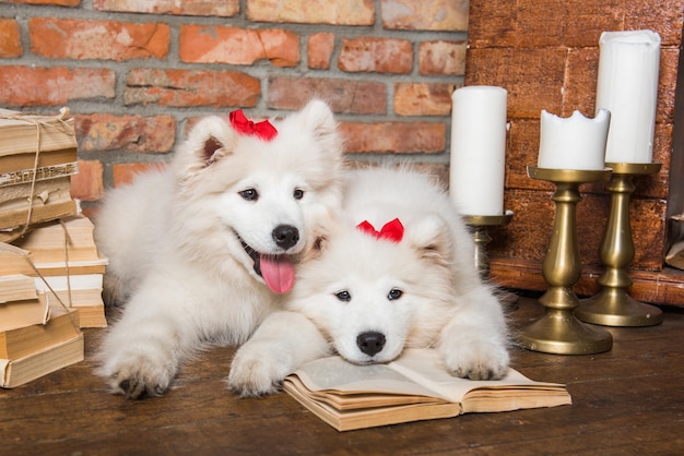 Foto due bianchi soffici cuccioli di samoiedo cani con libri