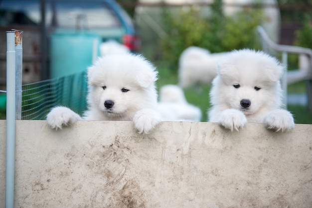 Two white fluffy samoyed puppies peeking out from the fence