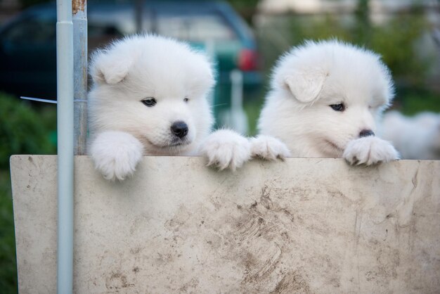 Two White fluffy Samoyed puppies peeking out from the fence