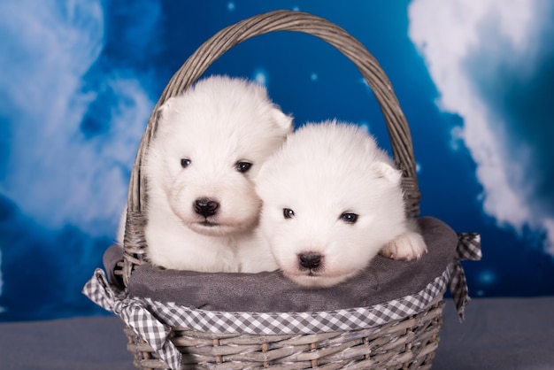 Due piccoli cuccioli bianchi e soffici sono sullo sfondo blu