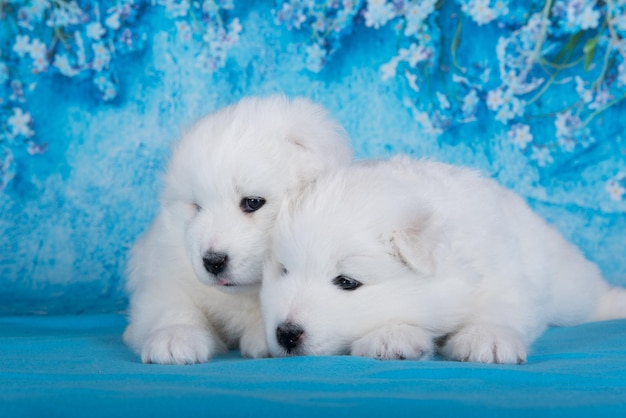 Two white fluffy small samoyed puppies dogs are sitting on blue background with blue flowers