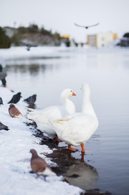 Two white geese on a blurred background of doves and a snowy lake