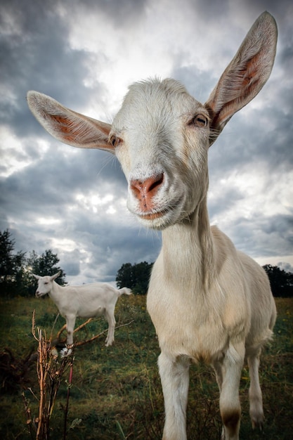 Two white goat walking in the meadow