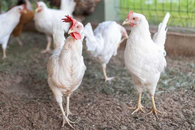 Two white hens old and young in a chicken coop closeup