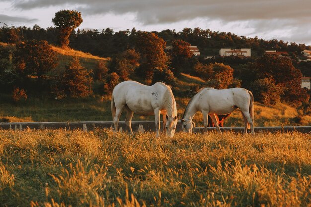 Photo two white horses grazing on the meadow against the background of the village at sunset