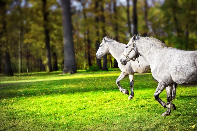 芝生の上を実行している2つの白い馬