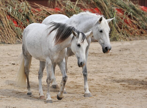 2つの白い馬