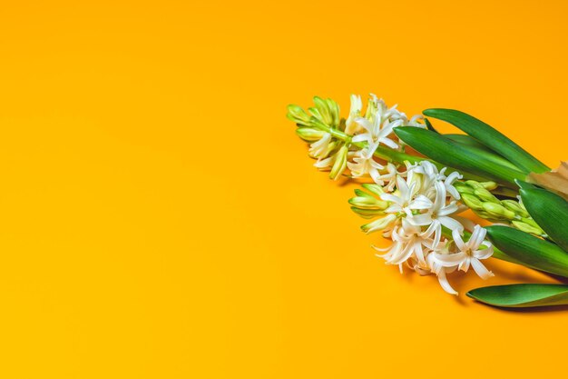 Two white hyacinths on yellow surface background minimalism top view copy space for you text happy easter mothers day birthday wedding marriage festive background