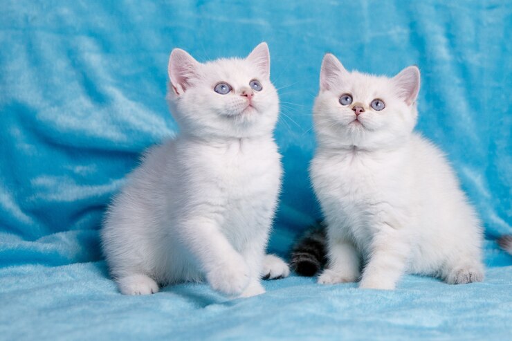Фотография два белых котенка