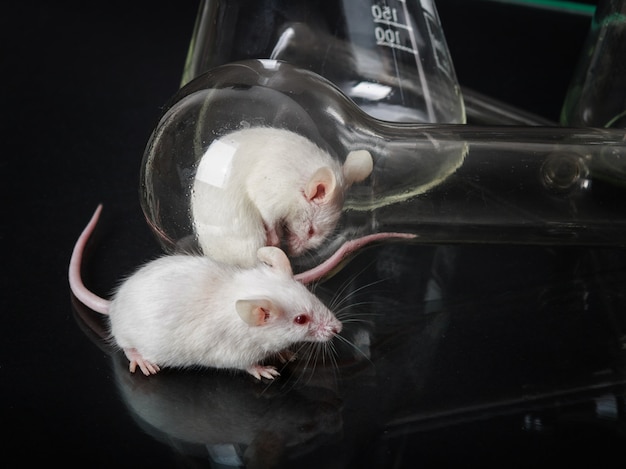 Foto due topi da laboratorio bianchi nel pallone e sulla superficie del vetro